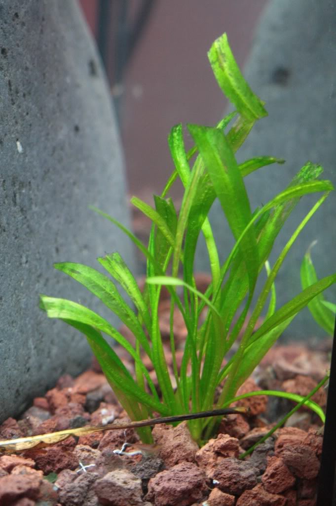 راهنمای نگهداری و پرورش گیاهان آکواریومی - زاگیتاریا سابولاتا,ساژیتاریا برگ سوزنی,Narrow Leaf Sag,ar